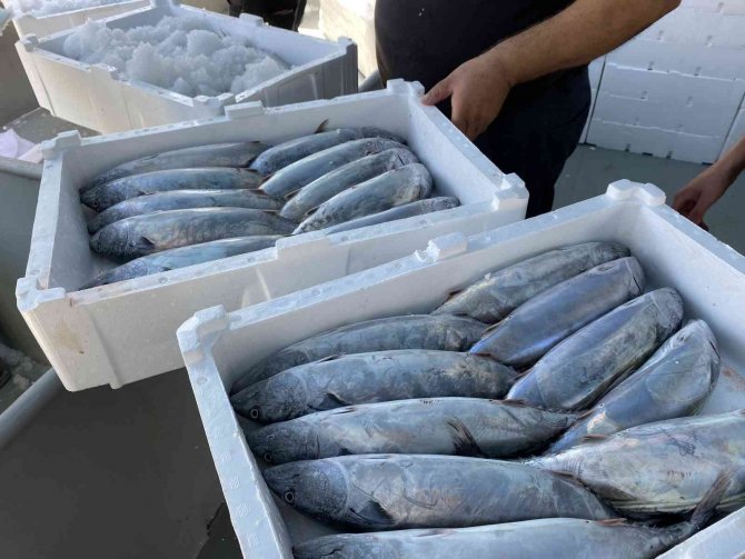 Karadeniz’de Palamut Bereketi Devam Ediyor