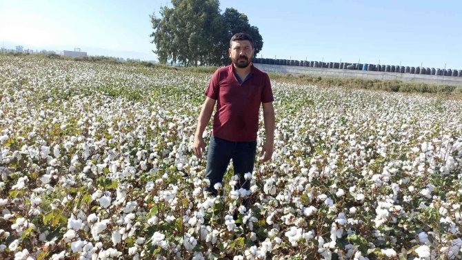 Türkiye’nin Pamuk Ambarı Söke’de ’Beyaz Altın’ Hasadı Başladı