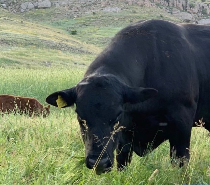 45 Bin Tl’lik Angus Cinsi Danası Çalınan Besici Yardım Bekliyor