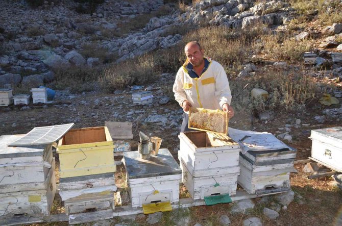 Siparişler Kovandan Çıkmadan Alınıyor, Kilogramı 300 Tl’den Satılıyor