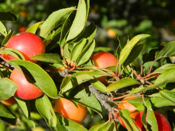 Posof Doğal Bahçe Haline Döndü