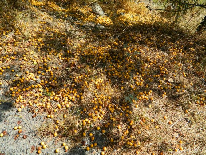 Posof Doğal Bahçe Haline Döndü