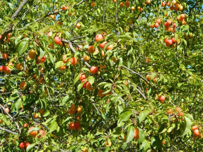 Posof Doğal Bahçe Haline Döndü