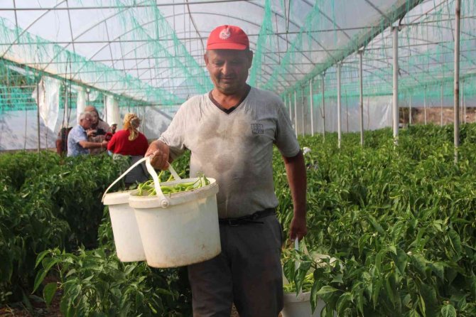 Sivri Ve Kıl Biber Üreticisi Bu Sene Fiyatlardan Memnun