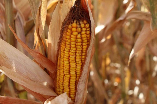 Batmanlı Çiftçiler Dikkat: Anız Yakanlar 5 Yıl Tarımsal Destek Alamayacak