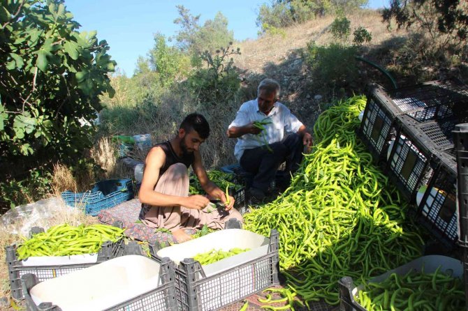Sivri Ve Kıl Biber Üreticisi Bu Sene Fiyatlardan Memnun