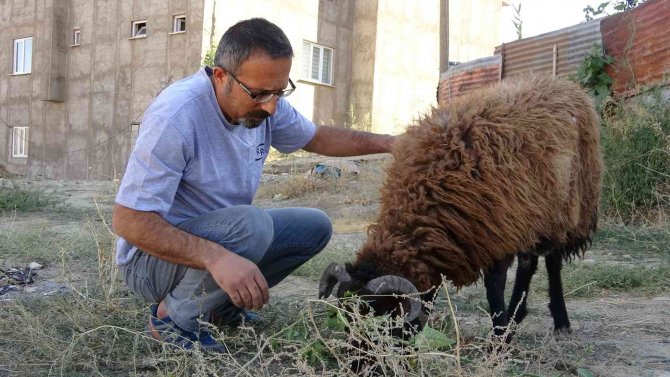 Boynuna İp Dolanan Koyun, Bir Esnaf Tarafından Kurtarıldı