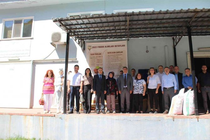 Tmo, Kastamonu’da Fındık Alımına Başladı