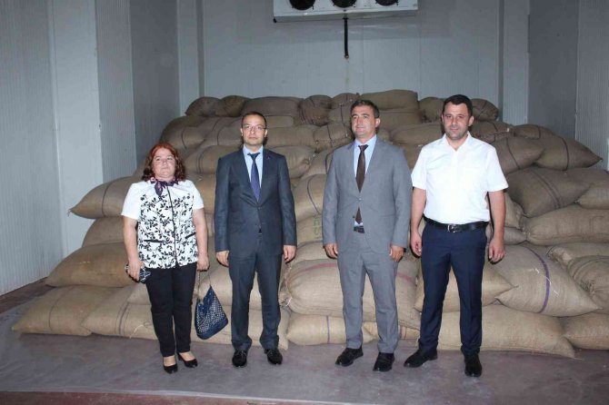 Tmo, Kastamonu’da Fındık Alımına Başladı