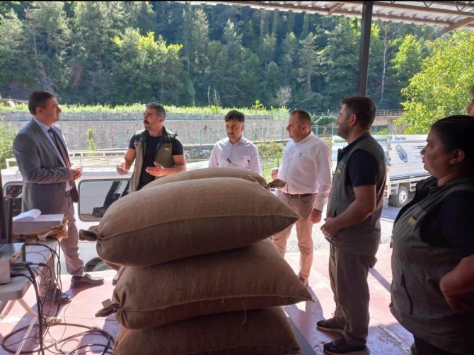 Tmo, Kastamonu’da Fındık Alımına Başladı