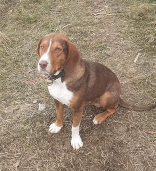 İ̇ğneleri Sucuklara Saplayıp Köpeklere Yedirmeye Çalıştılar
