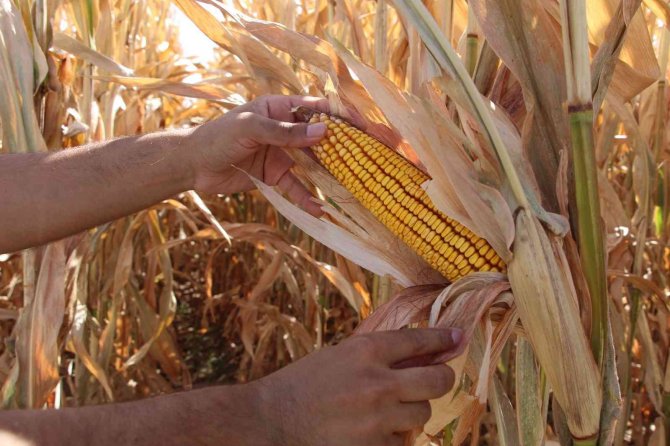 Batmanlı Çiftçiler Dikkat: Anız Yakanlar 5 Yıl Tarımsal Destek Alamayacak