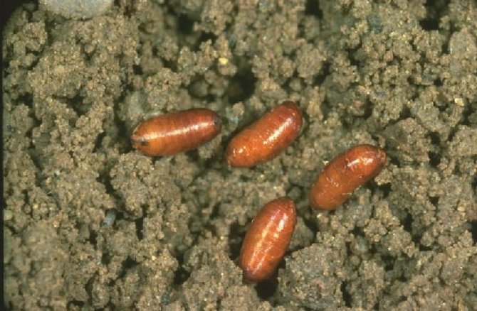 Muğla’da Akdeniz Meyve Sineği Mücadelesi Başladı