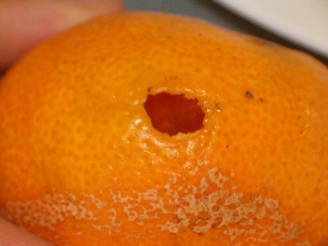 Muğla’da Akdeniz Meyve Sineği Mücadelesi Başladı