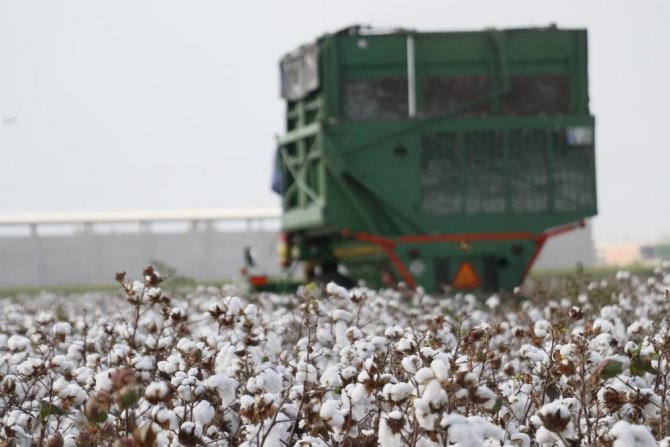Ziraat Odaları Toplandı, Pamuk Toplama Fiyatları Belli Oldu