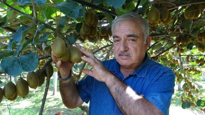 Ordu’da Kivi Üretimi Yaygınlaşıyor
