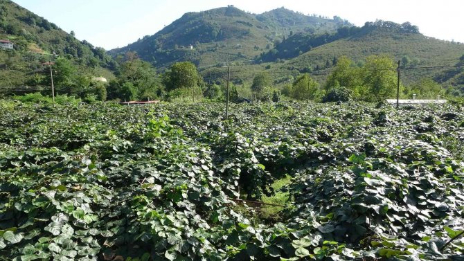 Ordu’da Kivi Üretimi Yaygınlaşıyor