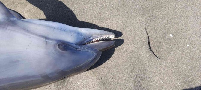 Sakarya’da Ölü Yunus Balığı Kıyıya Vurdu