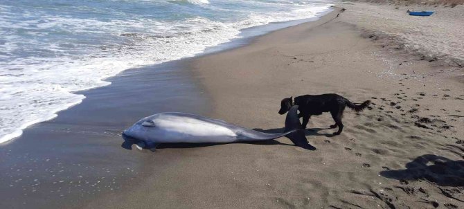 Sakarya’da Ölü Yunus Balığı Kıyıya Vurdu