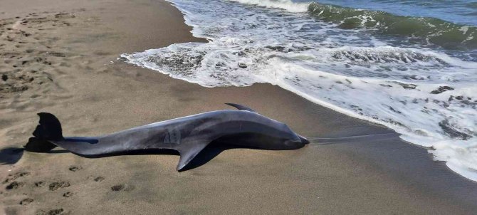 Sakarya’da Ölü Yunus Balığı Kıyıya Vurdu