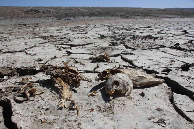 Uyarıları Dinlemediler, Kuruttukları Gölette Binlerce Balık Öldü