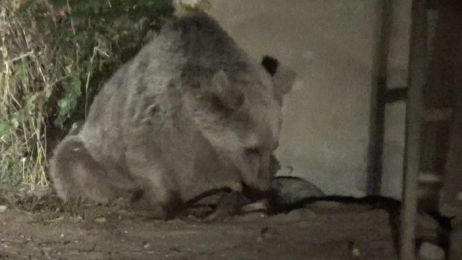 Aç Kalan Ayılar Mezbahaneyi Mesken Tuttu