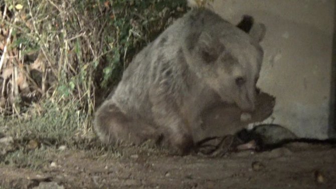 Aç Kalan Ayılar Mezbahaneyi Mesken Tuttu