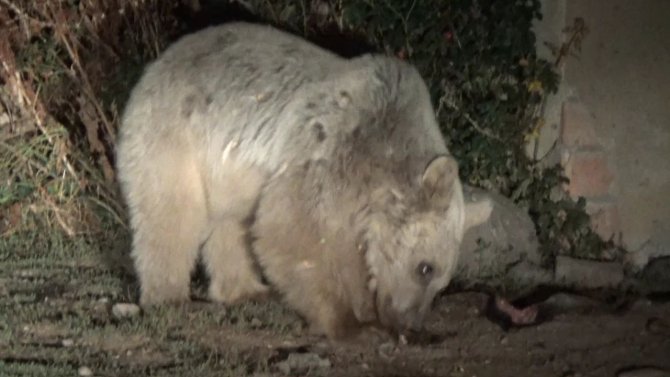 Aç Kalan Ayılar Mezbahaneyi Mesken Tuttu