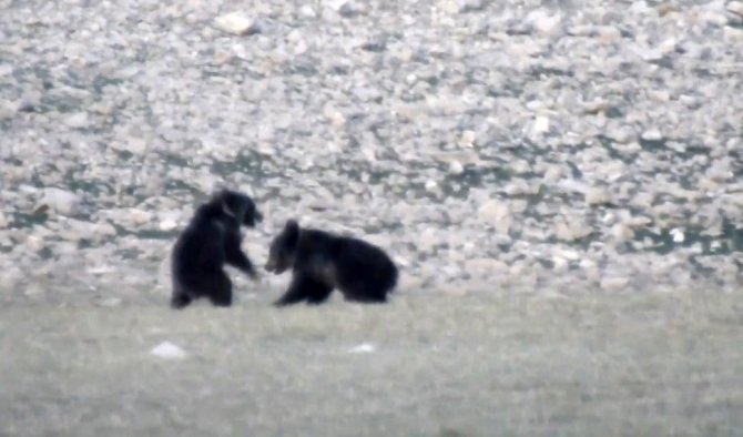 Anne Ve Yavru Ayıların Munzurlarda Kameraya Yansıyan Neşeli Anları Belgeselleri Aratmadı