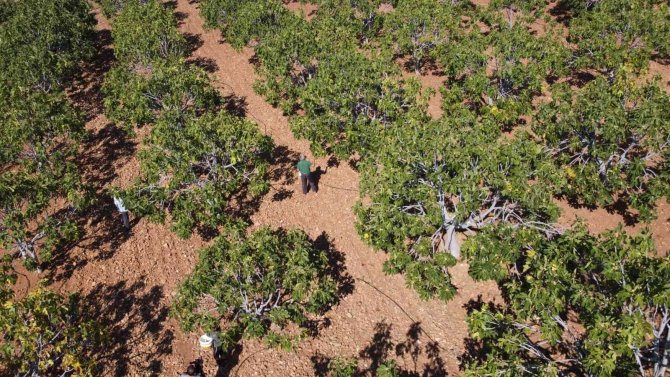 Aydın İnciri İhracatta Rekora Koşuyor