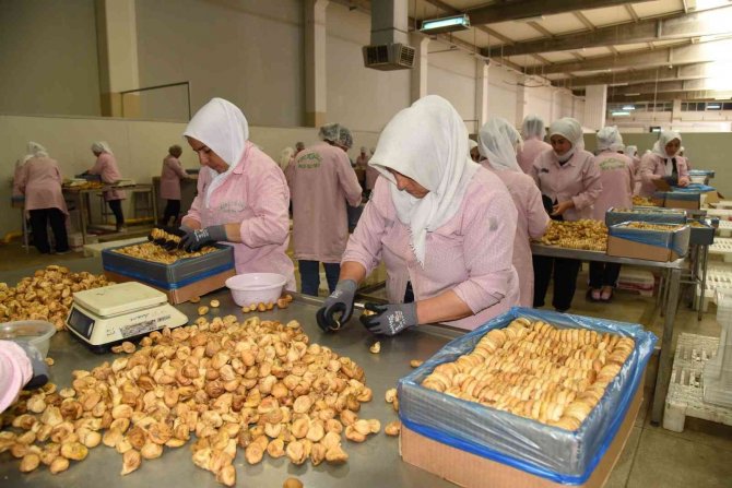 Aydın İnciri İhracatta Rekora Koşuyor