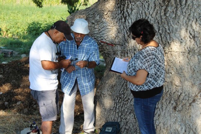 208 Yaşındaki Ağaç İçin Seferber Oldular