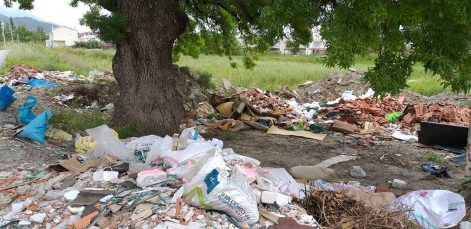 208 Yaşındaki Ağaç İçin Seferber Oldular