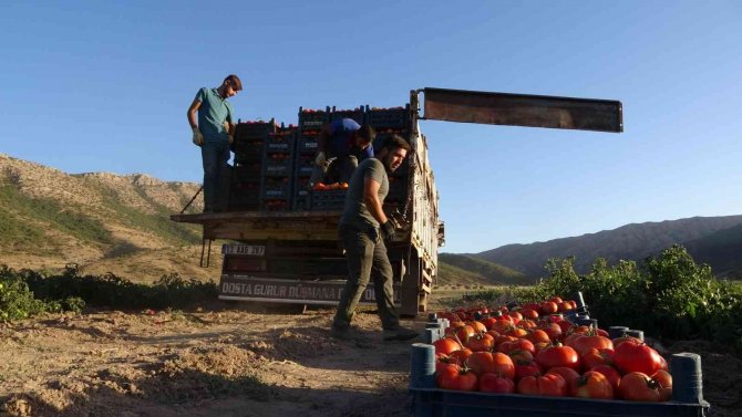 Tarladan Tezgahlara Domates Hasadı