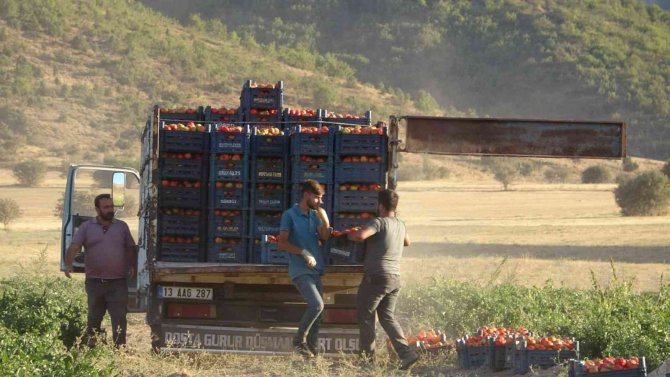 Tarladan Tezgahlara Domates Hasadı