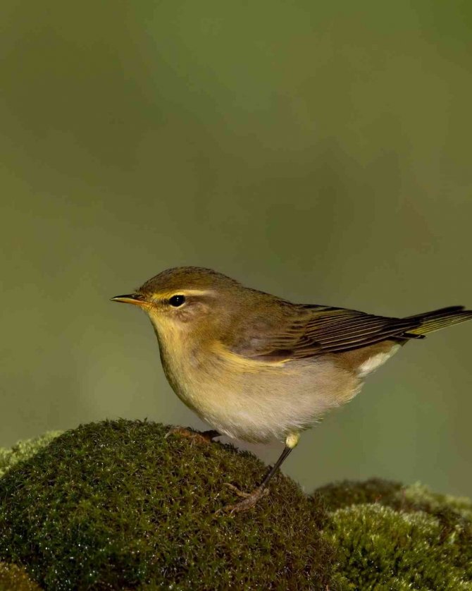 Söğütbülbülü Böyle Görüntülendi