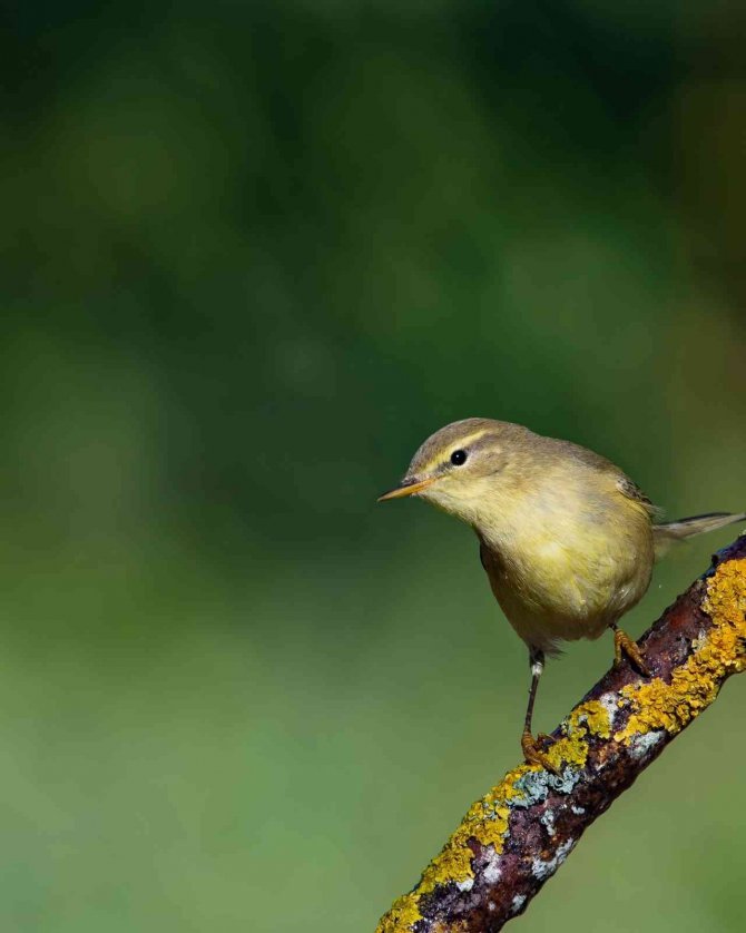 Söğütbülbülü Böyle Görüntülendi