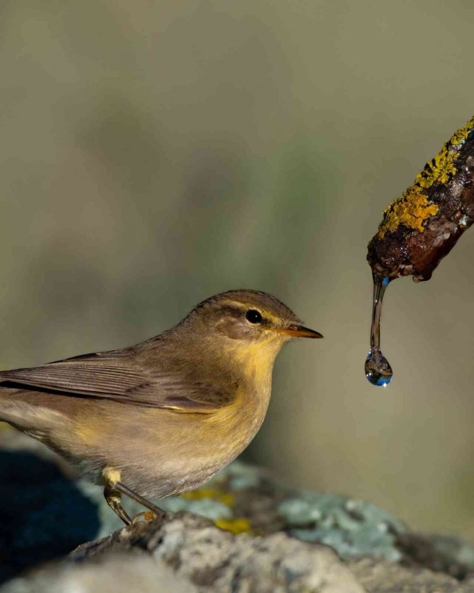 Söğütbülbülü Böyle Görüntülendi