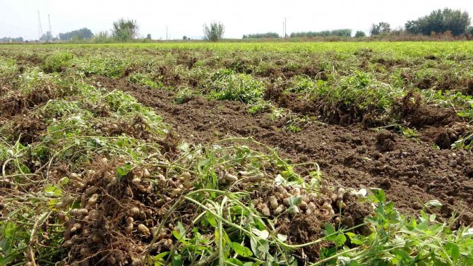 Yerli Ve Milli “Ayşehanım” Yer Fıstığının Hasadı Başladı