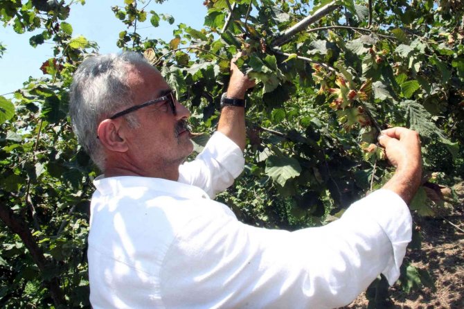 Üreticiye Ferrero’ya Karşı Tmo Ve Fi̇skobi̇rli̇k Önerisi