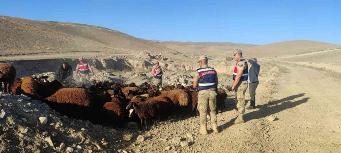 Iğdır’da Hayvan Hırsızlığı Yapanlar Yakalandı