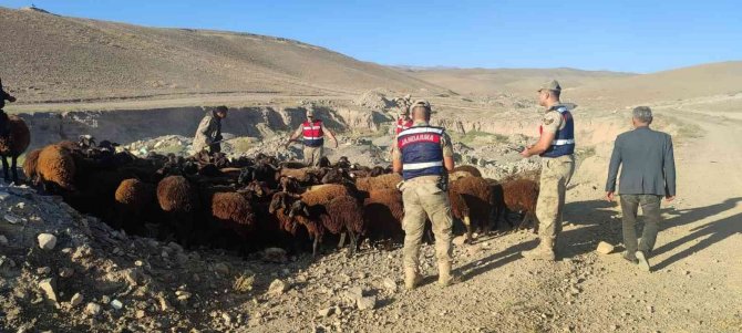 Iğdır’da Hayvan Hırsızlığı Yapanlar Yakalandı