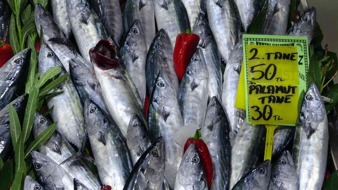 3 Tane Palamut 100 Lira