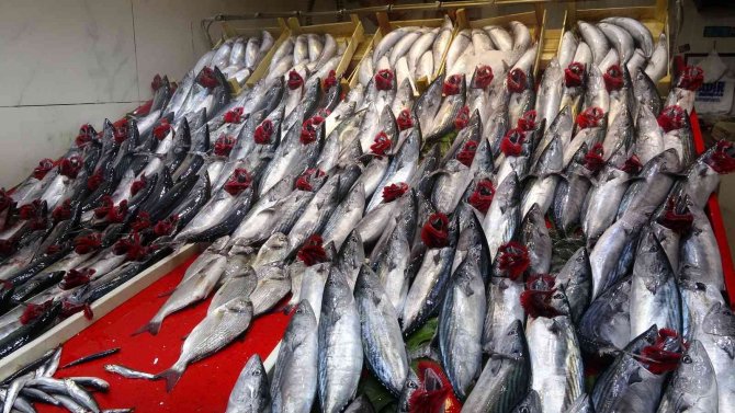 3 Tane Palamut 100 Lira