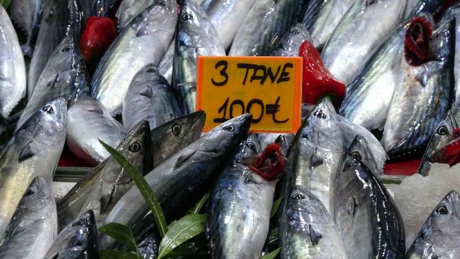 3 Tane Palamut 100 Lira