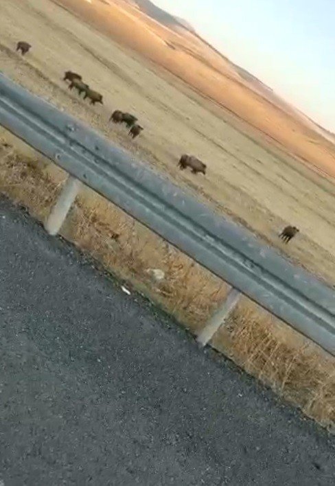 Kars’ta Domuz Sürüsü Cep Telefonuyla Görüntülendi