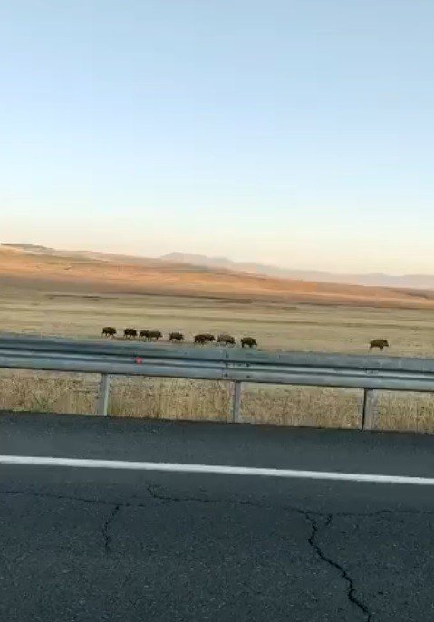 Kars’ta Domuz Sürüsü Cep Telefonuyla Görüntülendi