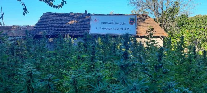 Kırklareli’nde 558 Kök Hint Keneviri Ele Geçirildi