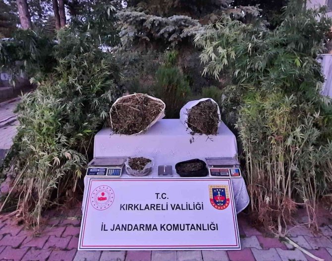 Kırklareli’nde 558 Kök Hint Keneviri Ele Geçirildi