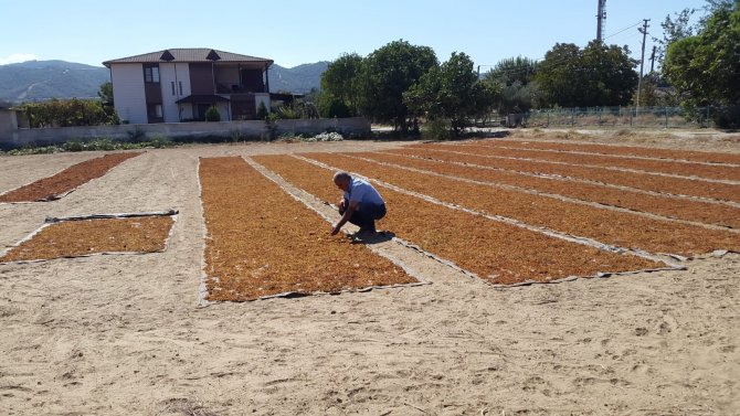 Sarıgöl’de Üzüm Sergi Alanları Şehre Taştı